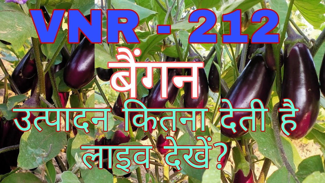 VNR 212 Brinjal Production || VNR 212 बैगन का उत्पादन। #vnr212bringal