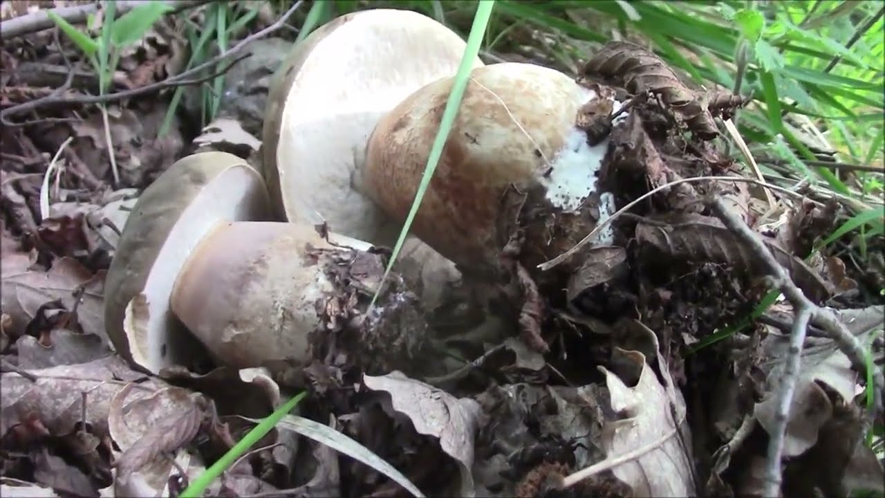 FUNGHI PORCINI 2023  AEREUS quanto mi sono mancati