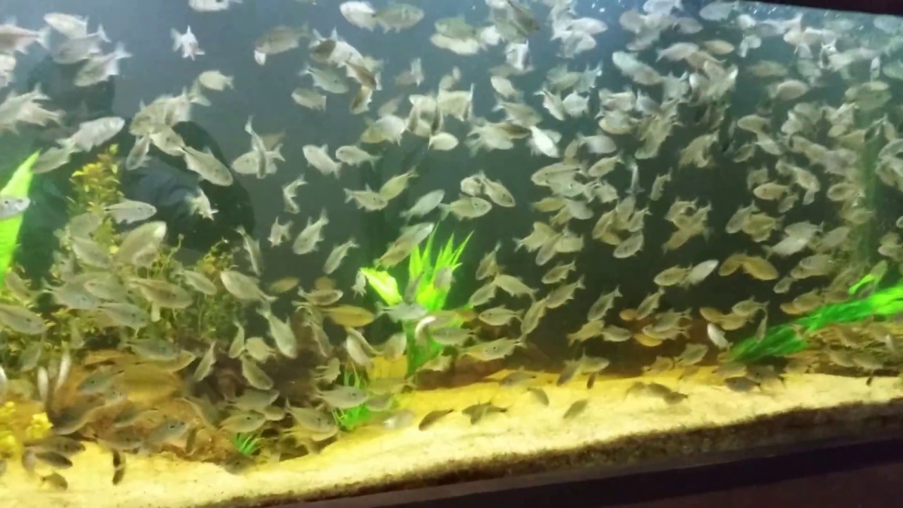 AQUARIO COM MIL LAMBARIS