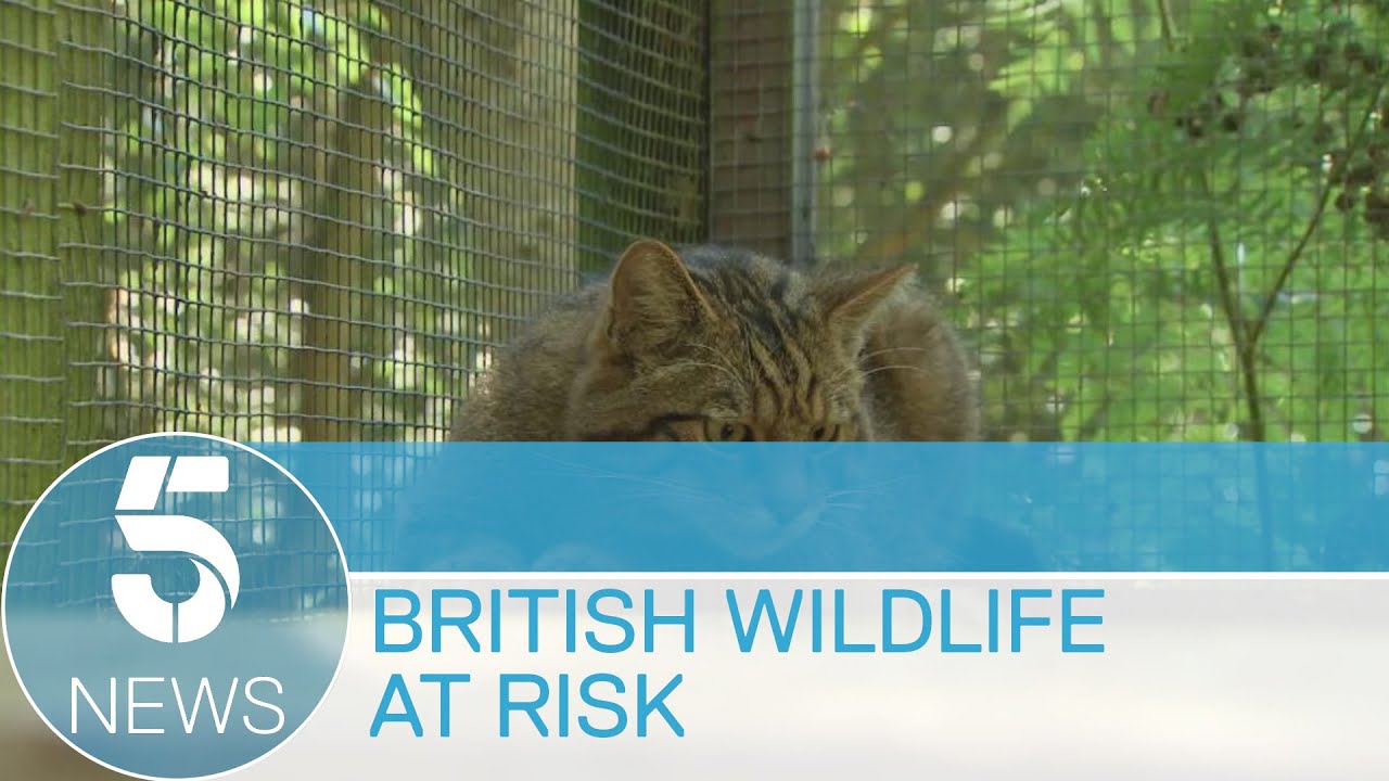 Wildlife extinction: quarter of UK mammals under threat | 5 News