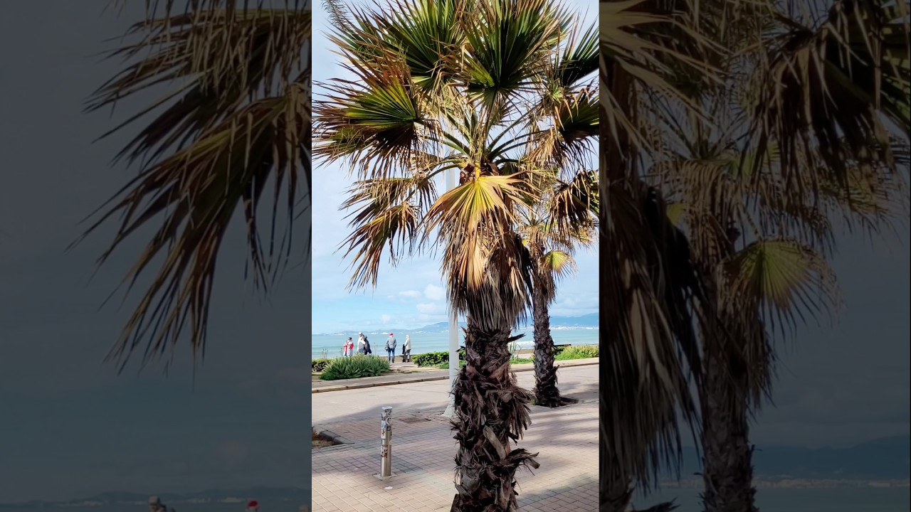 24.Dezember2024 Weihnachten an der Playa de Palma 