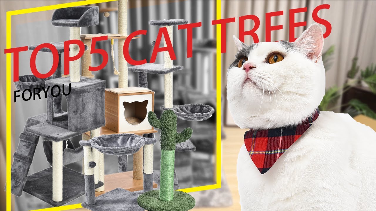 TOP 5 Cat Trees For You