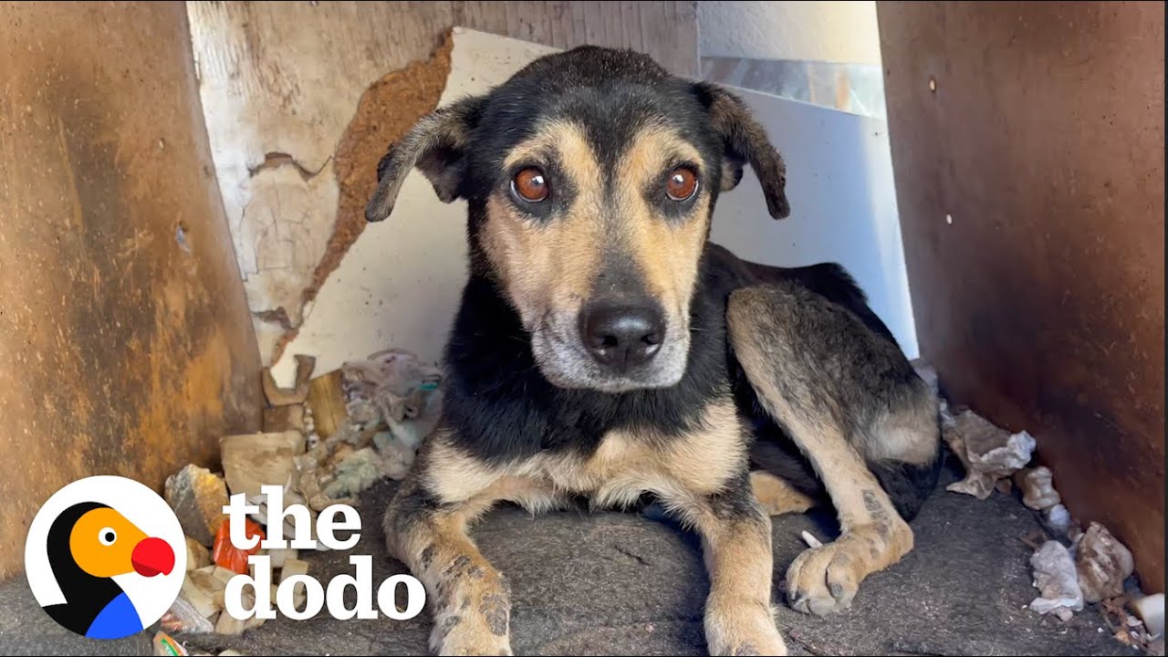 Old Dog That No One Wanted Turns Into A Puppy Again | The Dodo