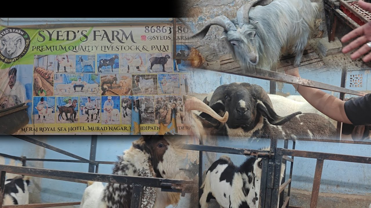 SYED's farm best quality palai available for sheep and goats in hyderabad 8686338028
