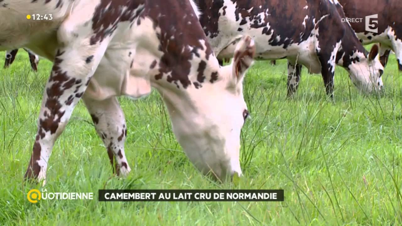Le camembert... oui mais au lait cru !