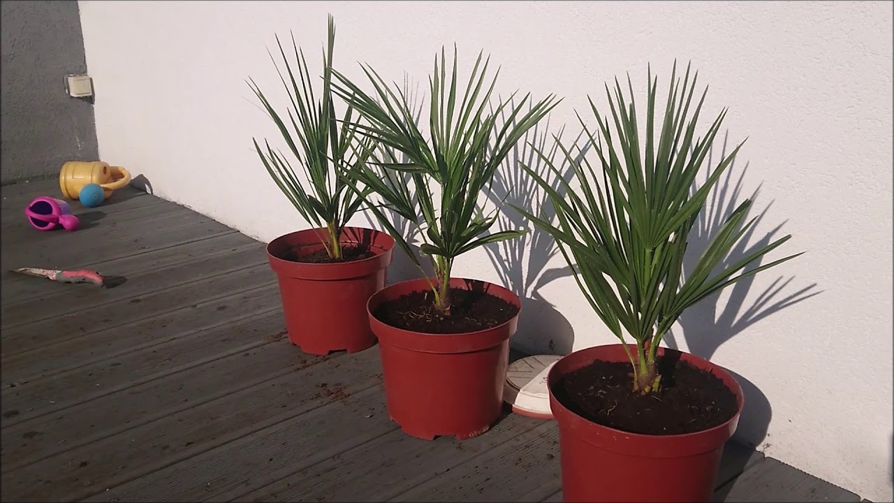 Chamaerops Humilis, karłatka usycha, nie róbcie tego!