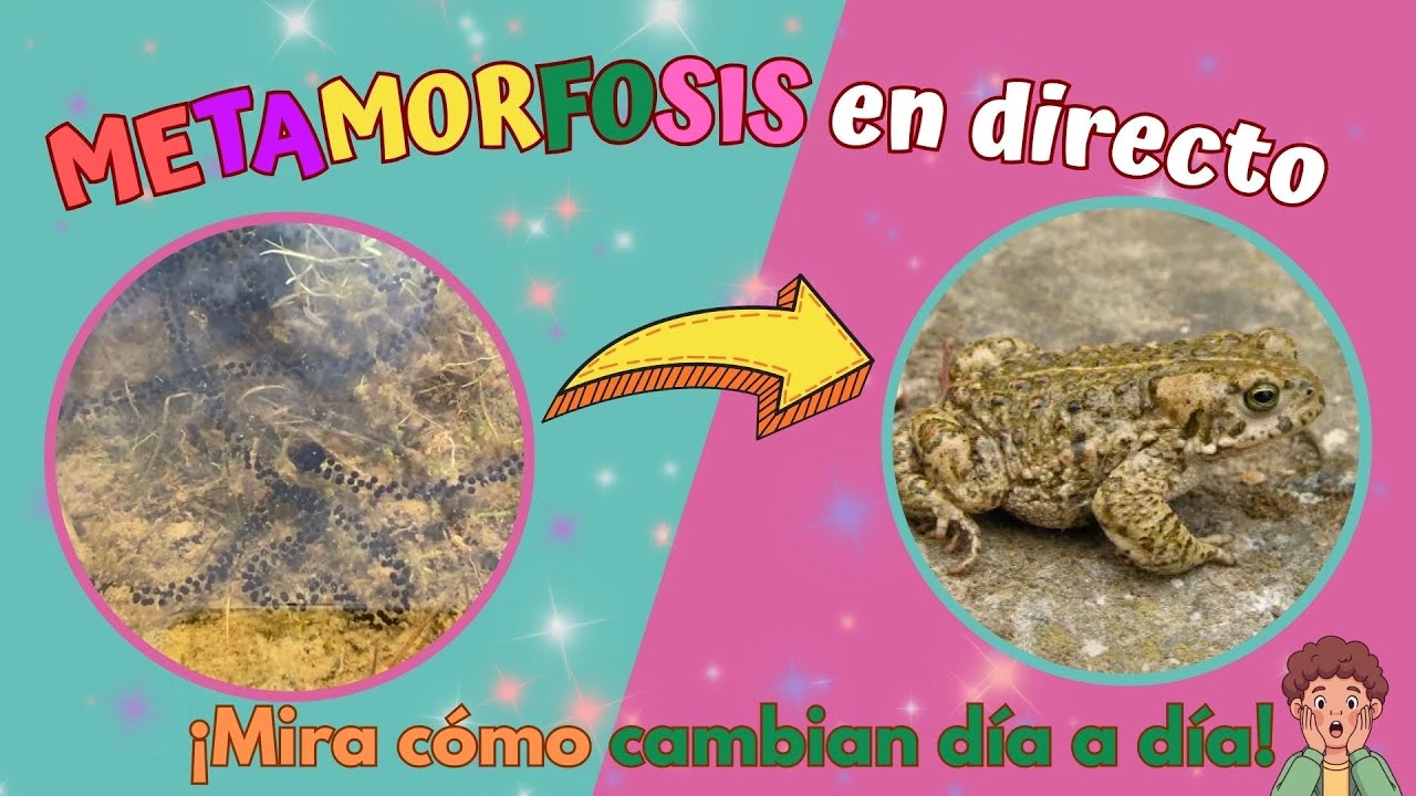 🙀La increíble transformación del sapo corredor: ¡METAMORFOSIS EN DIRECTO! 🐸
