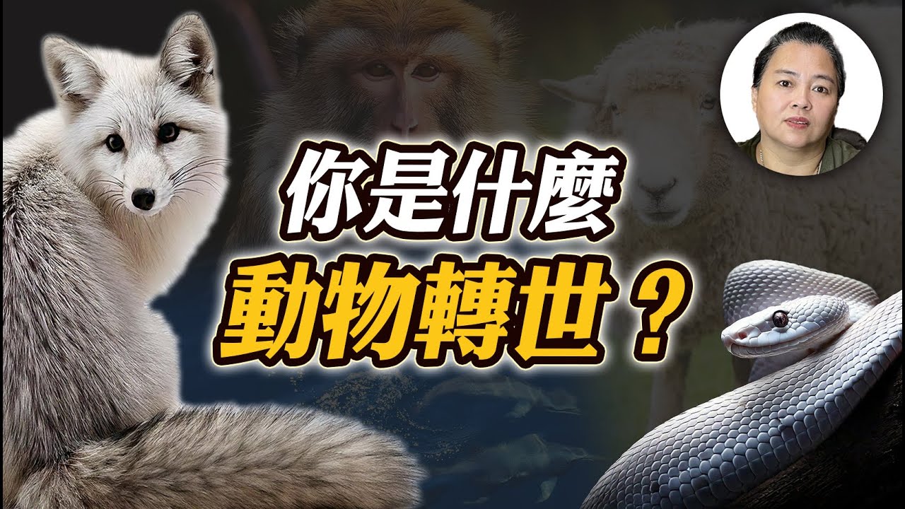 【輪迴】你是動物轉世嗎？從累世習性看今生性格！