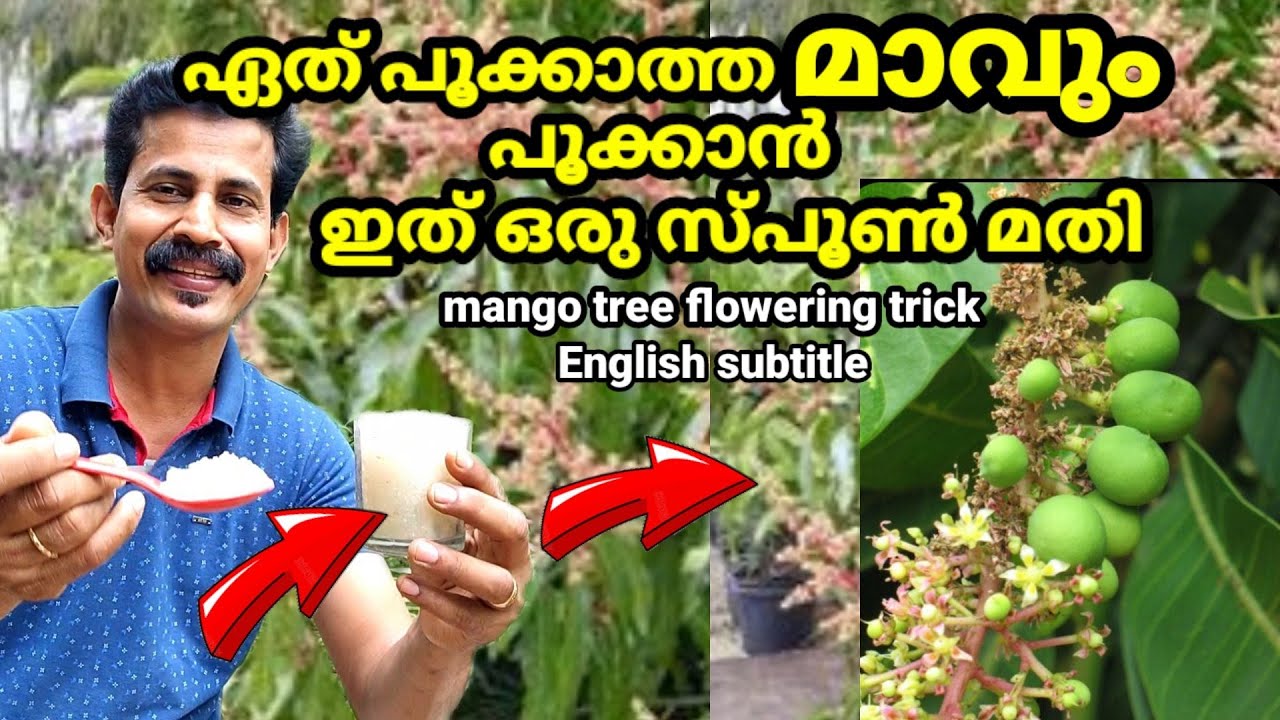പൂക്കാത്തമാവ് പൂക്കാൻ ചില കുറുക്കുവിദ്യകൾ / mango tree flowering tips Malayalam / B tech mix media