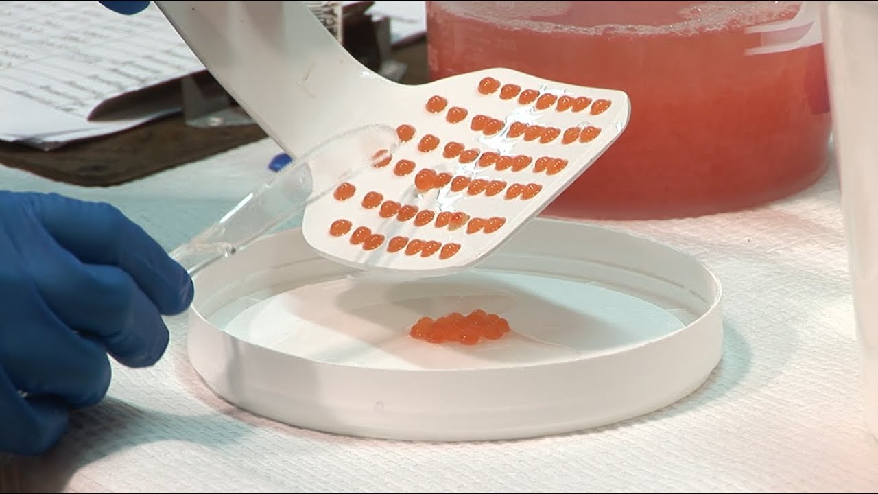 AquAdvantage Salmon: The World's Most Sustainable Salmon?