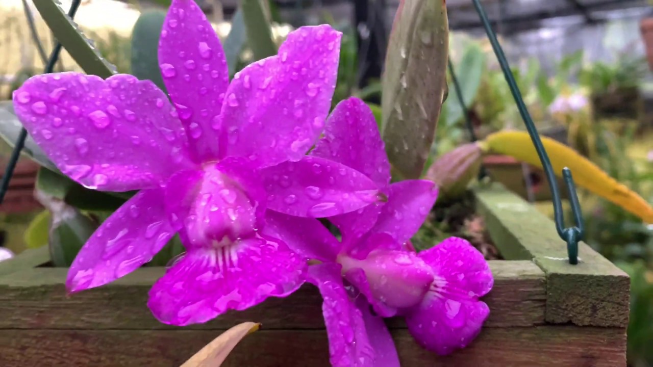 Qual a diferença entre Cattleya WALKERIANA e Cattleya NOBILIOR?
