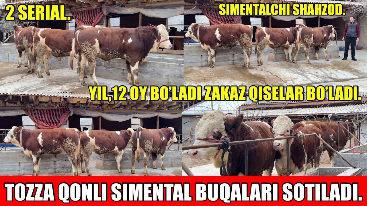 SIMENTALCHI SHAHZOD TOZZA QONLI SIMENTAL BUQALARI SOTILADI.