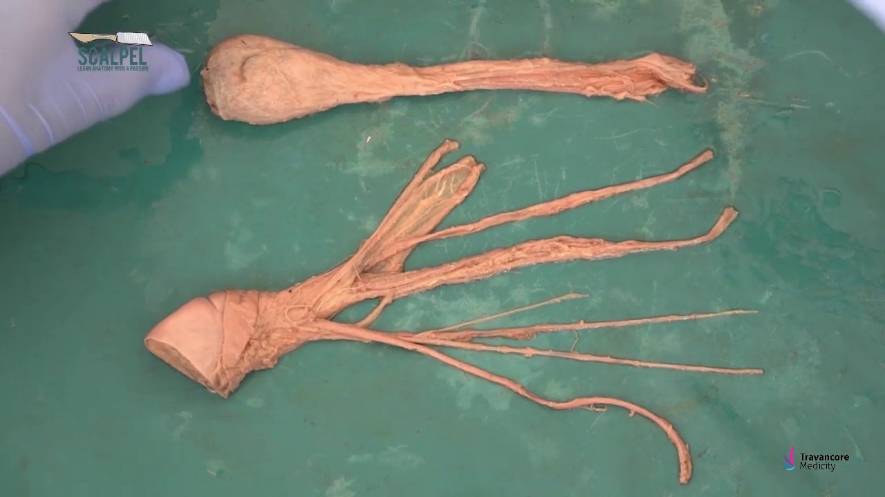 Яичко и семенной канатик