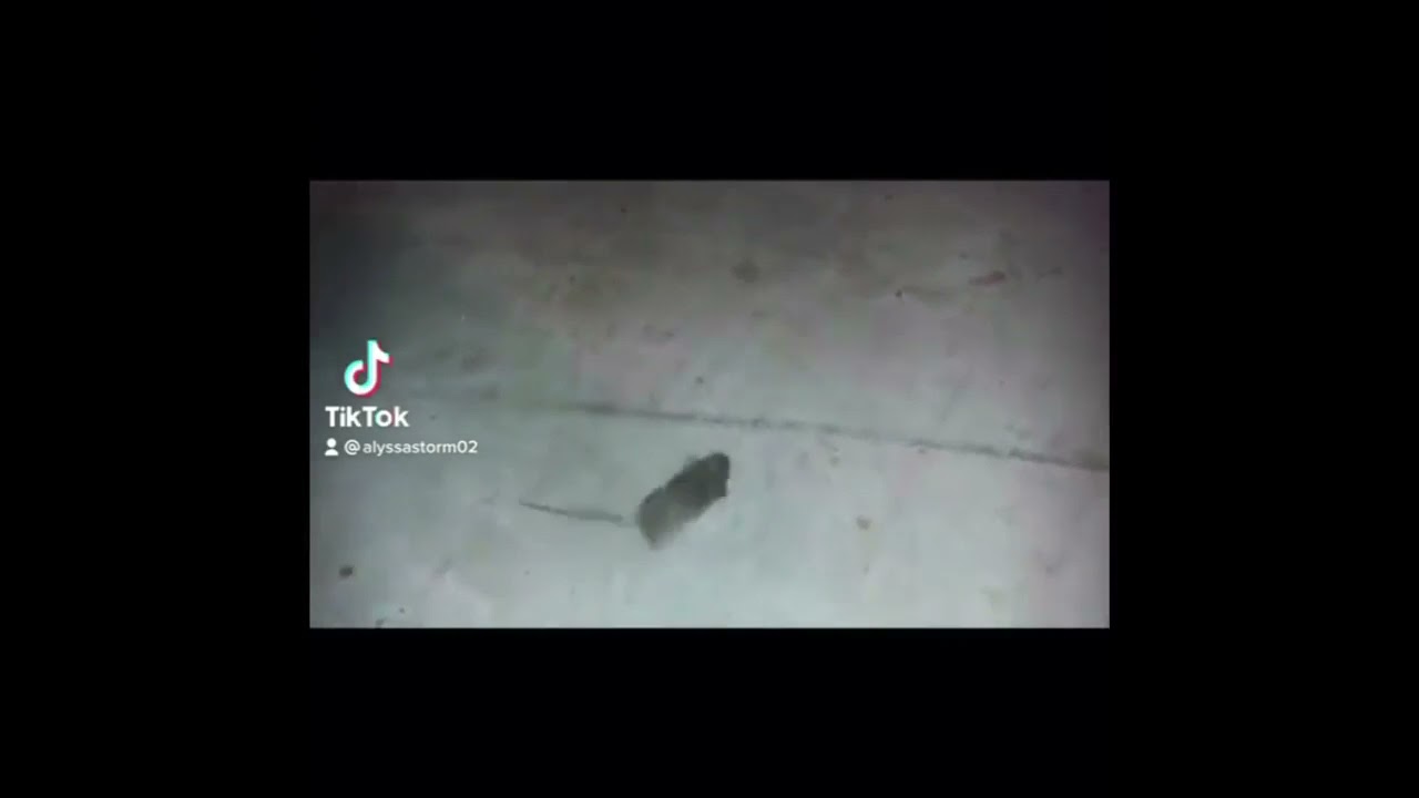 Roly poly mouse