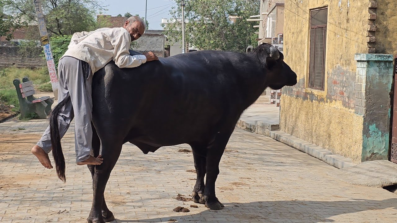 🌟EXCELLENT##PANCHAYATI MURRAH##BULL👍OLD CULTURE OF HARYANA VILLAGE👍BHAINI SURJAN👍MEHAM🙏
