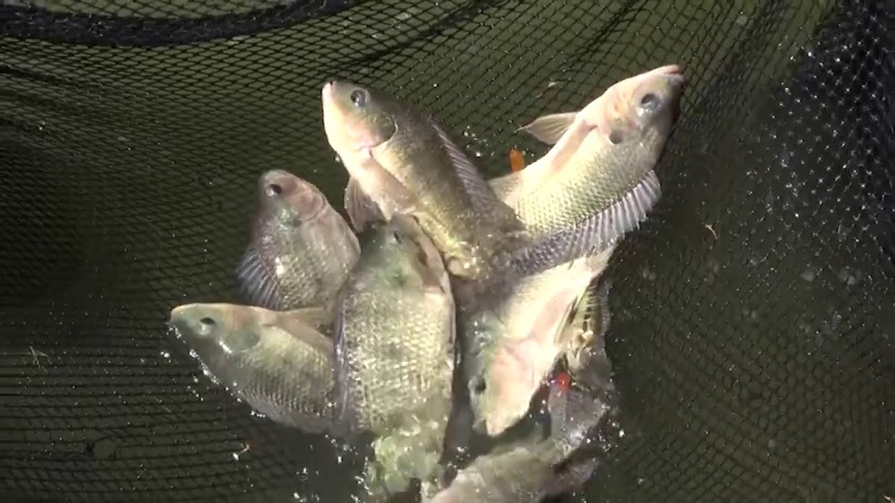 Hechos del Agro - Esposos productores de tilapia