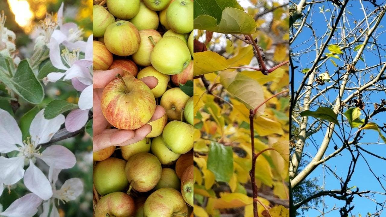 🌳THE 4 SEASONS OF AN APPLE TREE🍎|Organic Gardening|