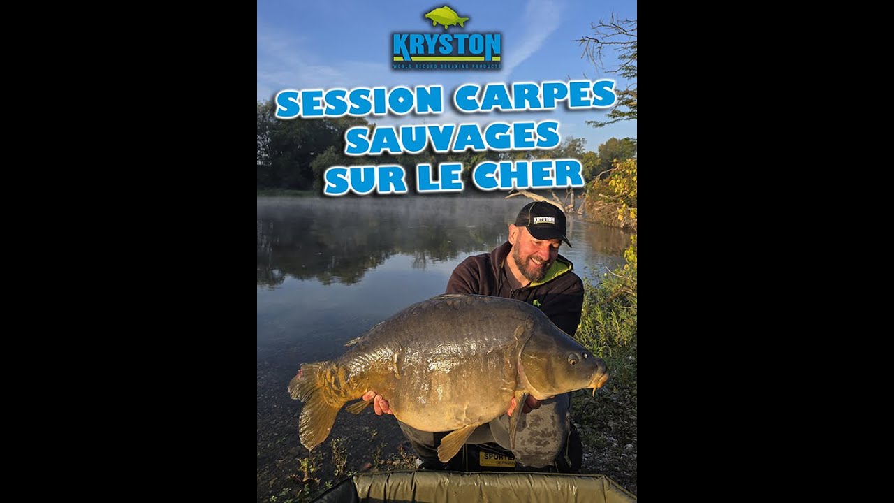 Grosse Session Carpe en Rivière Sauvage ! Découvrez une semaine de pêche sur le Cher avec Kryston !