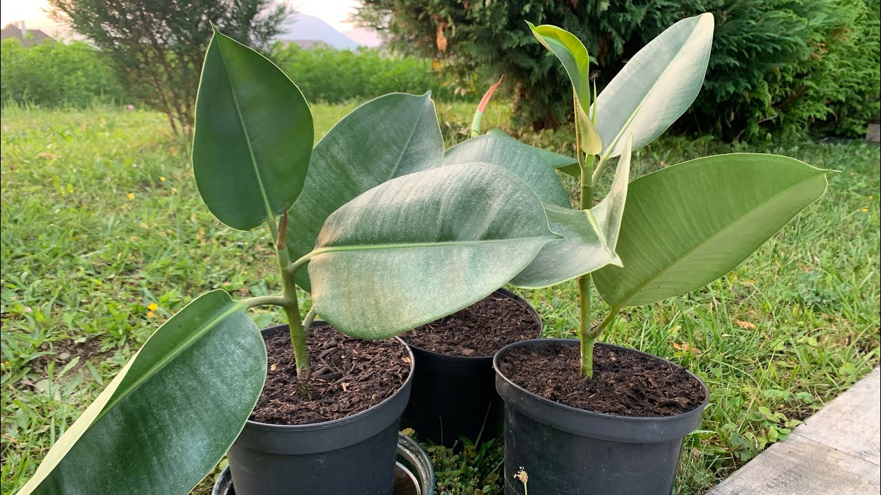 Cum se inmulteste ficusul