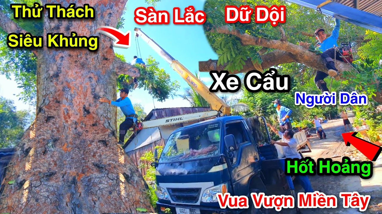 Siêu Khủng Cực Sốc Xe Cẩu Sàn Lắc Dữ Dội Bó Tay Vua Vượn Cưa Bật Gốc Chóc Rể Cây Xà Cừ 1/2