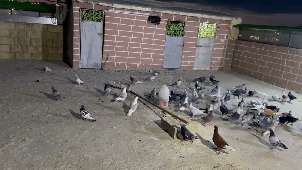 اقهر طير يعذبنا اليوم شاهد 