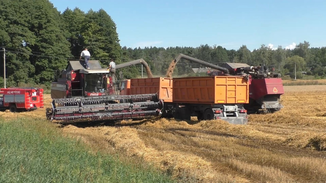 Уборка тритикале: PALESSE GS12, GS12 A1 PRO и John Deere 9640! 🌾
