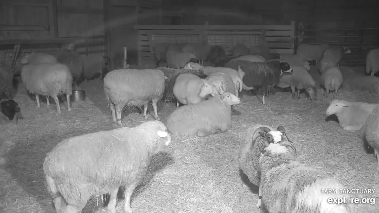 Farm Sanctuary Sheep Barn Sarah n Clare early pm   3152026 explore.org