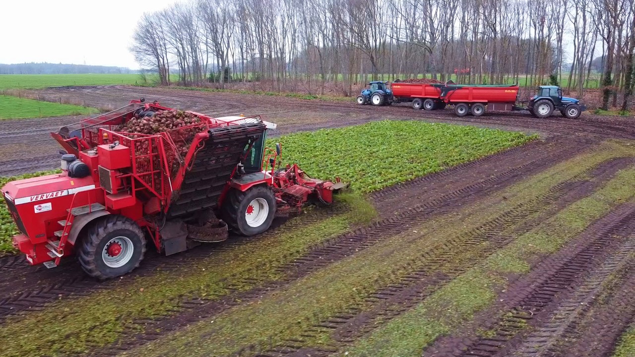 2025 Vossebelt fodder beet harvest