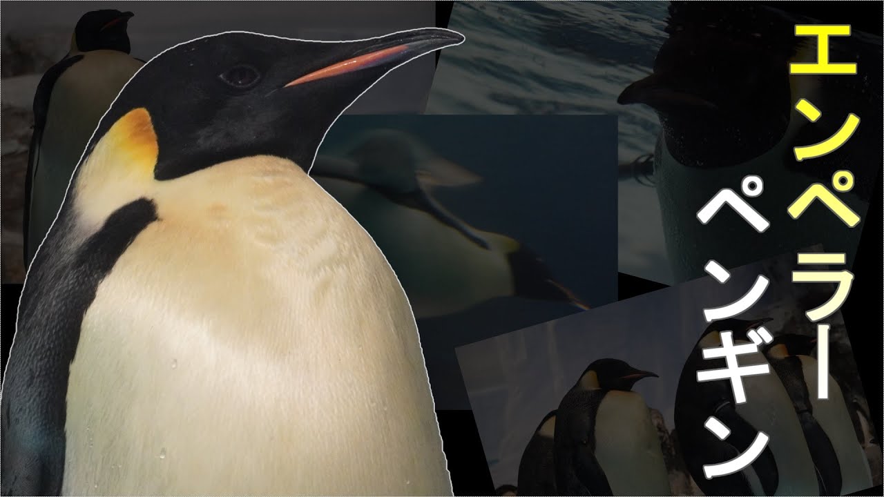 【エンペラーペンギン】名古屋港水族館
