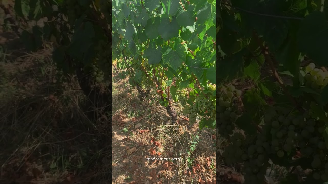 Domaine Truchetet