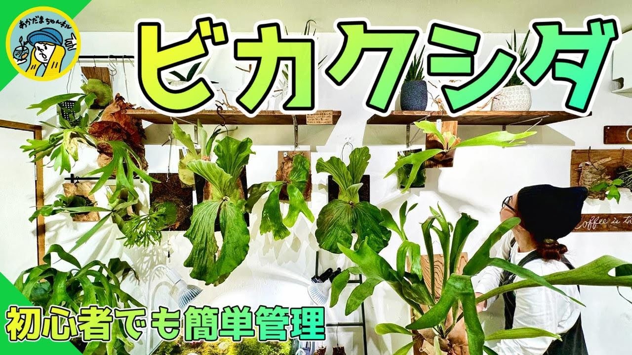 【観葉植物】初心者でもビカクシダを楽しむ！（10品種の紹介と管理方法！ビカクシダという植物！）
