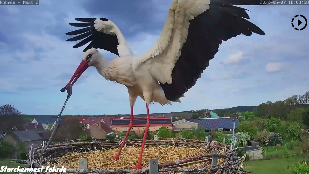 Was bringt unsere Störchin mit zum Horst? - 07.05.2022