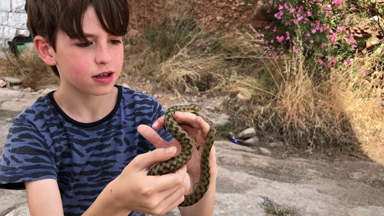 Culebra viperina (Sagunto, Valencia)