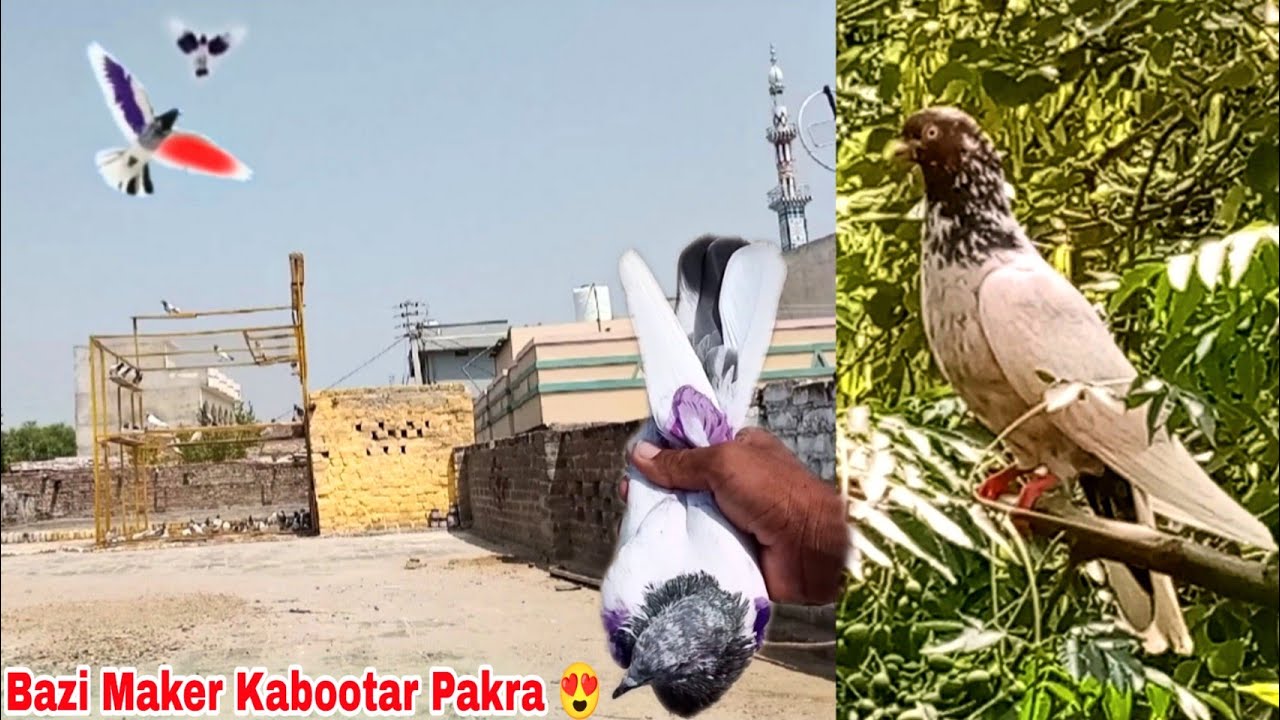 Bazi Maker Kabootar Pakrra 🔥 2/9/2022 گاؤں میں کبوتر آتا تو ایسے ہوتا 🤩