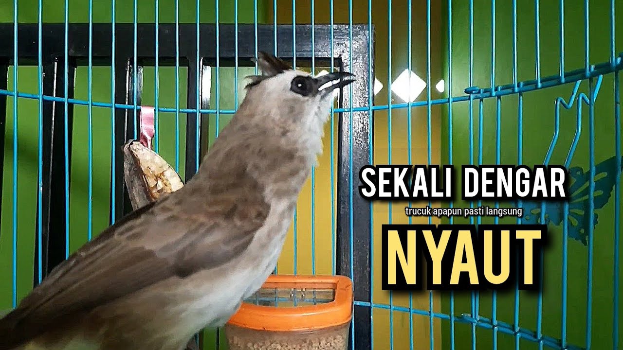 trucukan gacor ROPEL PANJANG buat pancingan trucukan agar bunyi JADIKAN burung trucuk gacor EMOSI