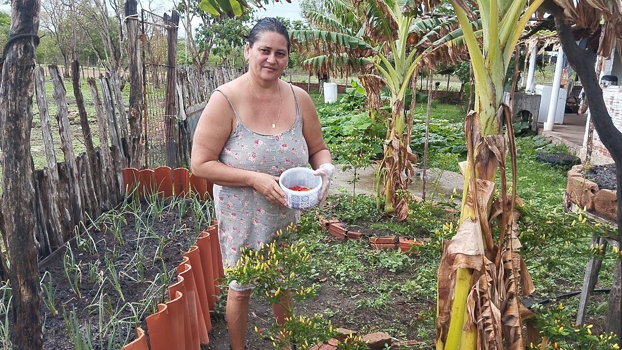 COLHENDO PIMENTA PRA FAZER CONSERVA NA ÁGUA DA MACAXEIRA 