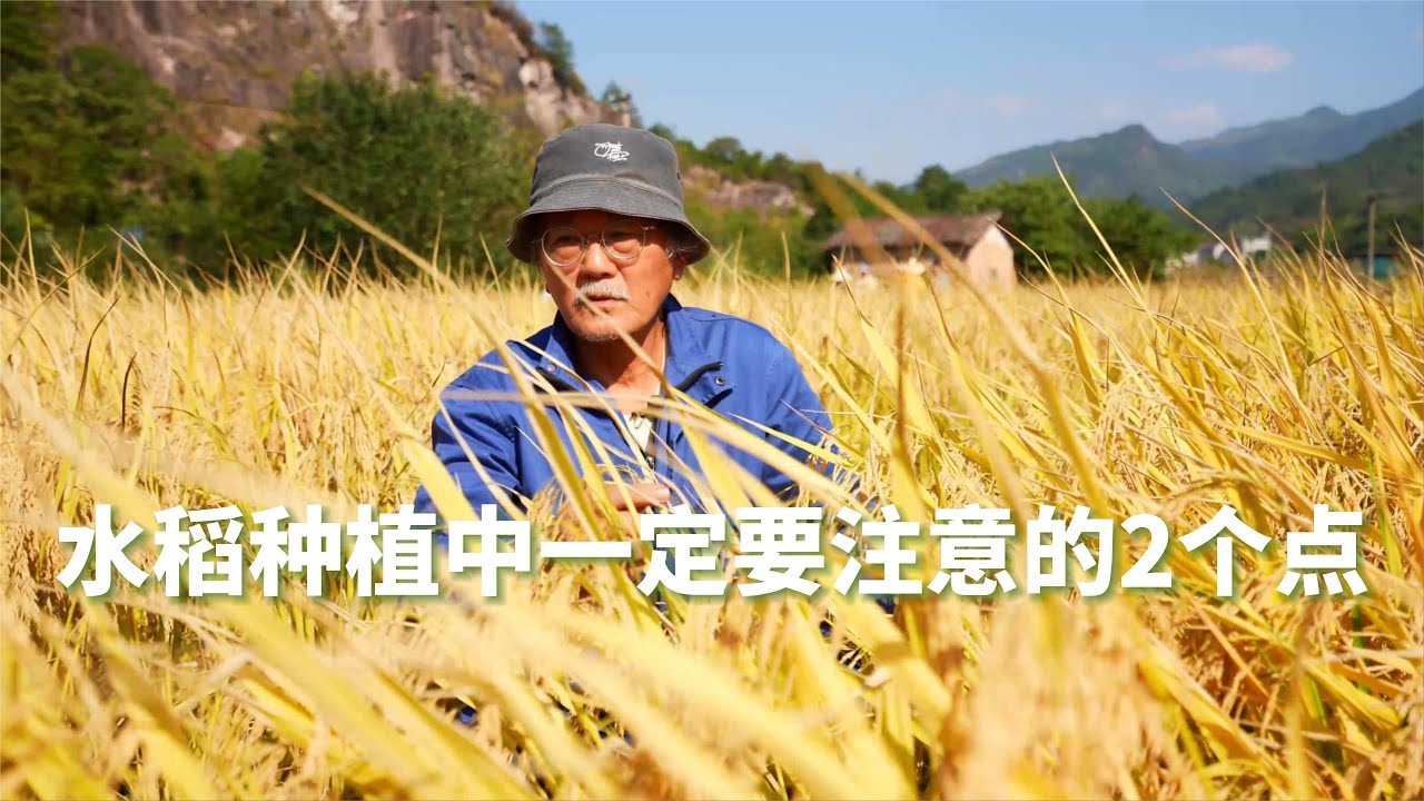水稻种植中一定要注意这2个点，提高最终产量及质量。