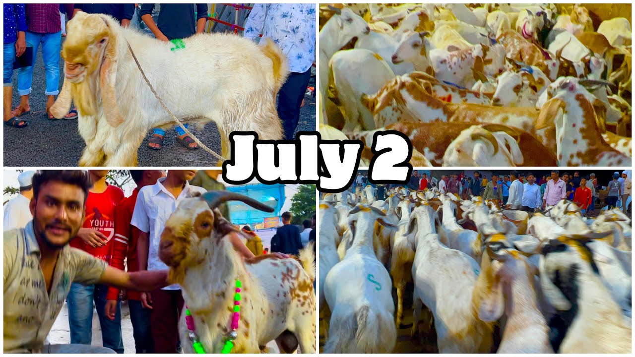 Deonar Bakra Mandi July 2, 2022 Day 4 Vlog | World’s Biggest Goat Market in Mumbai