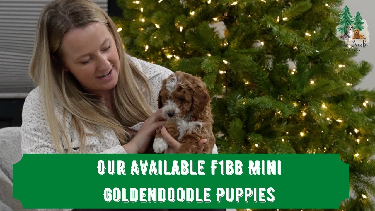 Our Available F1bb Mini Goldendoodle Puppies