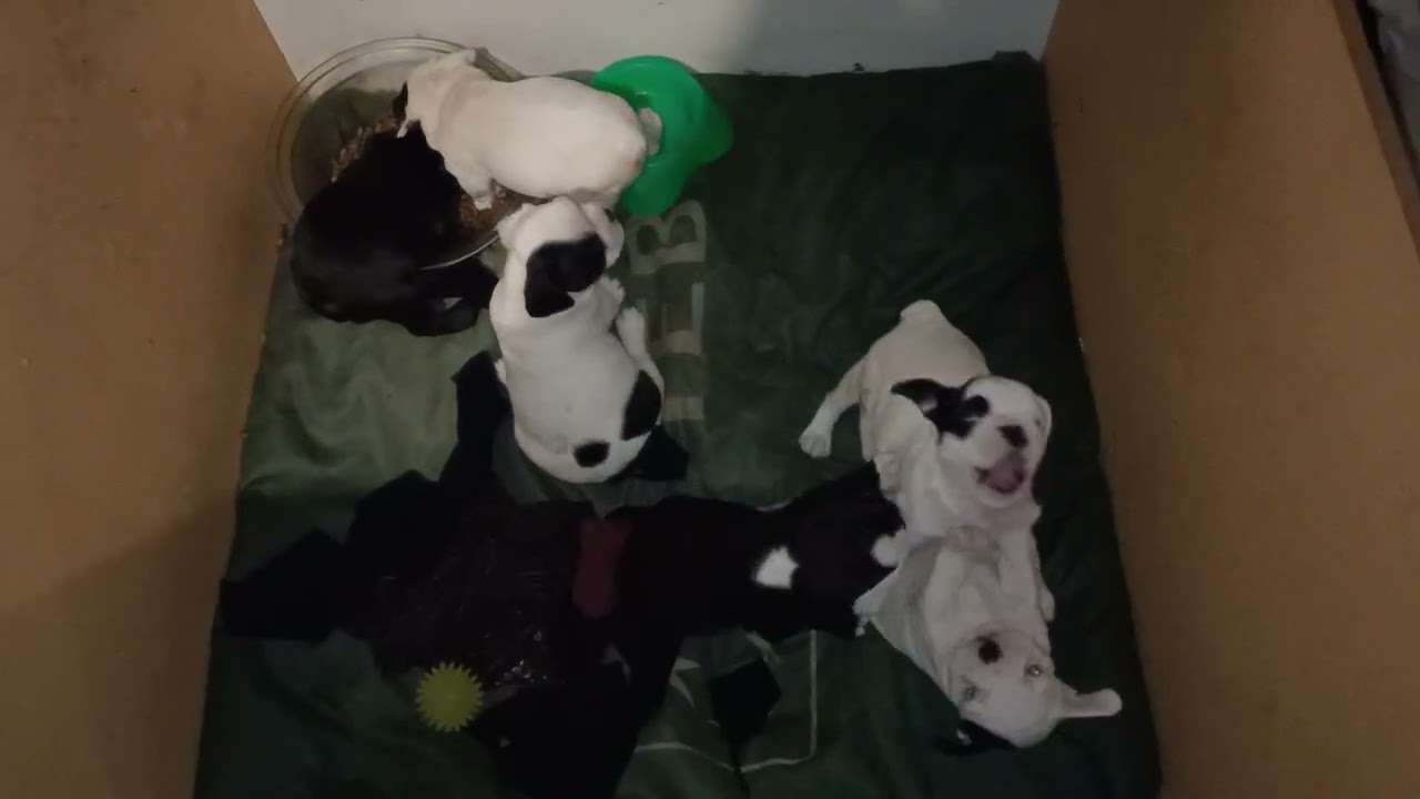 şilanın bebekleri ve kaos dövüş vs 14 ocak 2024 #frenchbulldog #puppy 