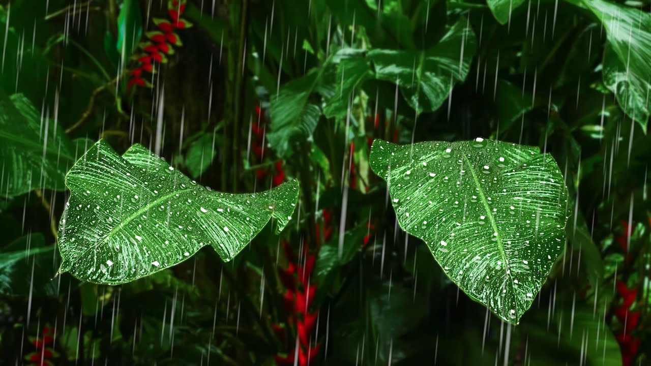 Rain on Giant Tropical Leaves | Raining Sound to Sleep