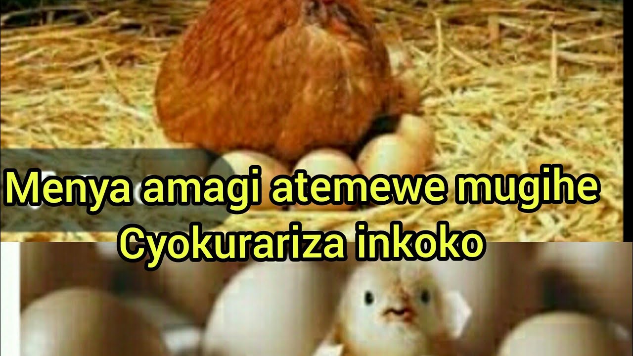 Ntuzahitemo ayamagi mugihe cyo kurariza inkoko cyangwa ukoresheje imashi