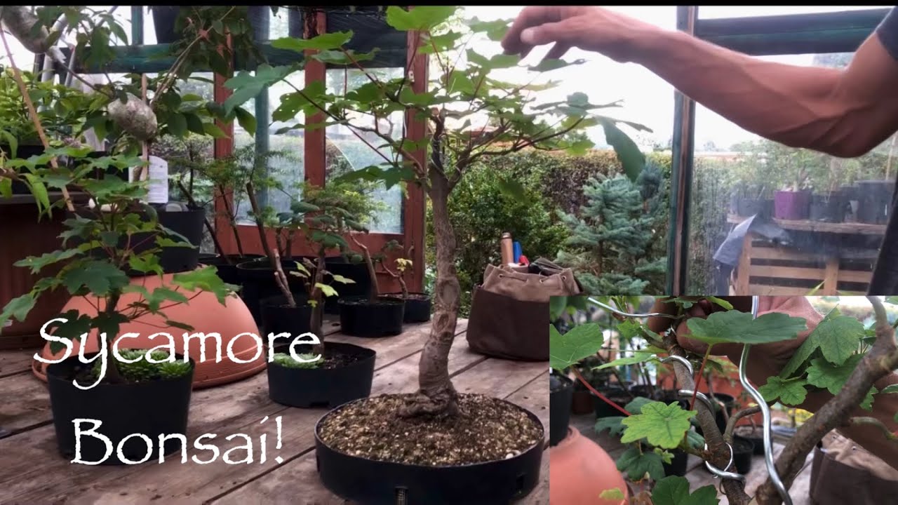 Old Sycamore Bonsai Turned Over A New Leaf + Examples Of Creating Taper In Younger Trees!