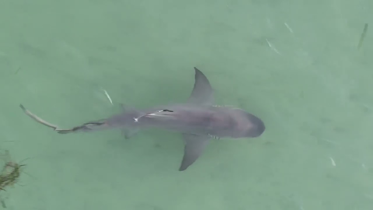 Summer 2025 most memorable footage 🦈🐬￼