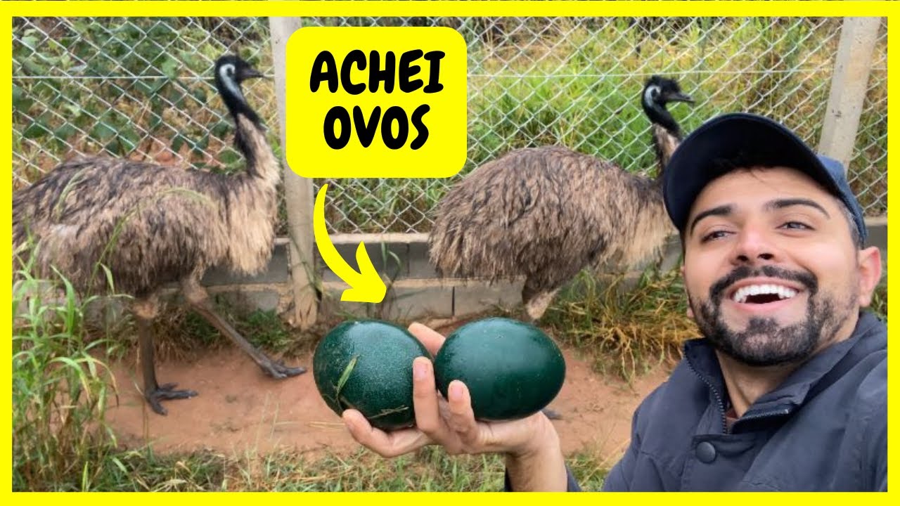 Procurando Ovos de Emu Australiano - Colocando para Chocar e Cuidando dos Animais na Roça |Gutejando