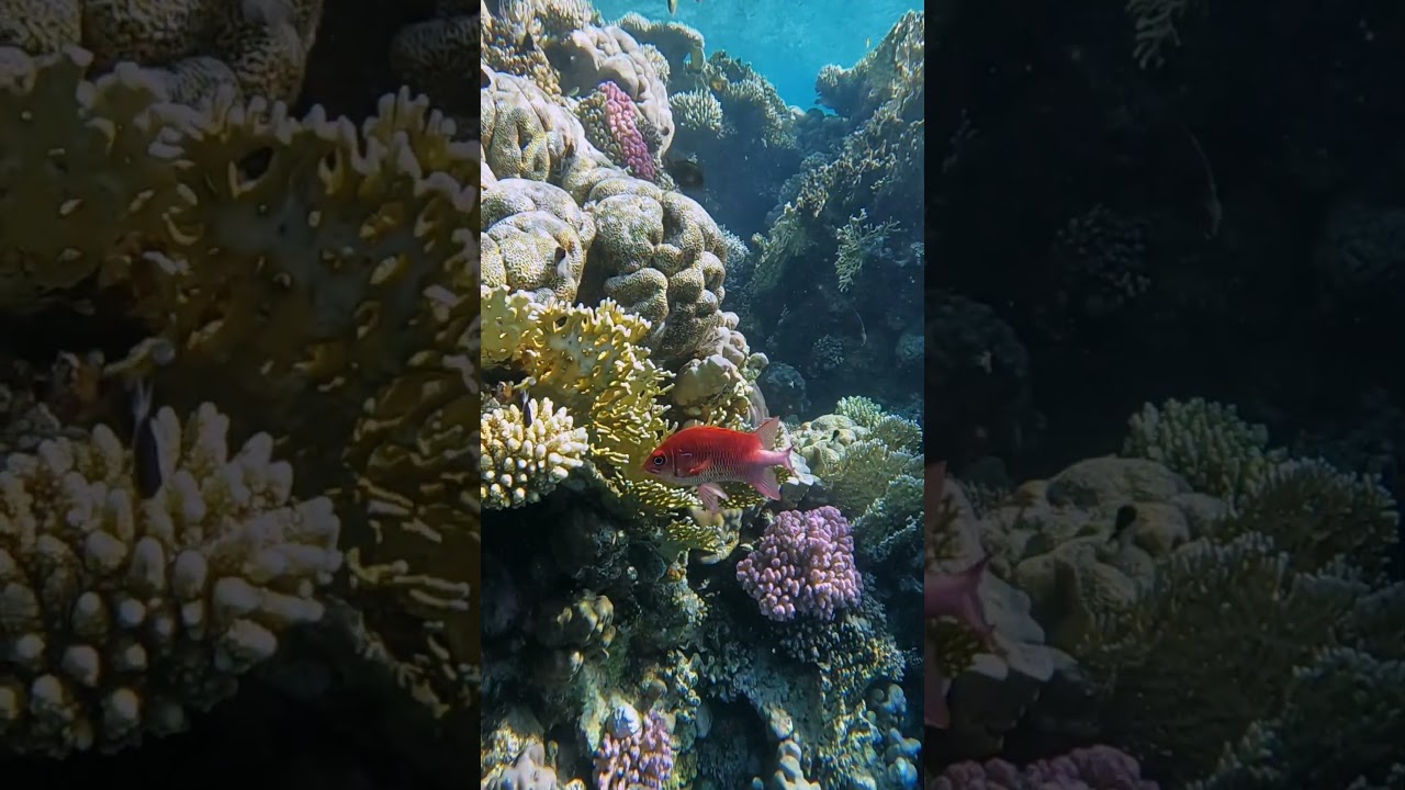 POV: You found a hidden city beneath the waves. 🐠🤿