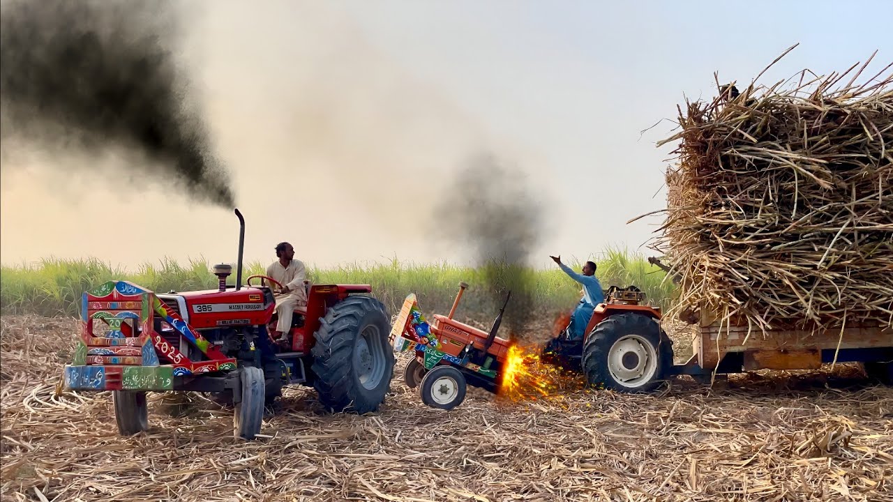 Mf 385 and Alghazi Tractor Amazing Power | Tractors pulling sugarcane trolley 