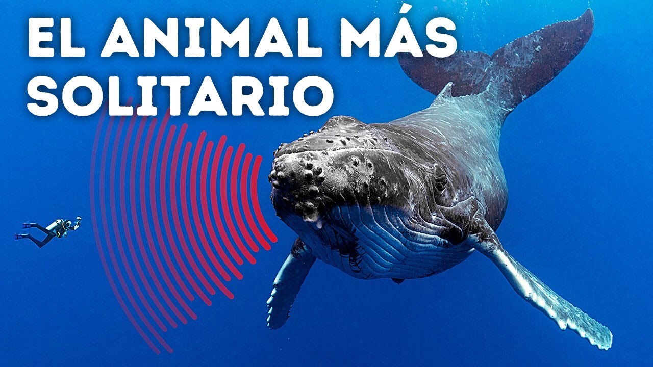 La ballena más solitaria del mundo (podrías llorar después de ver esto)