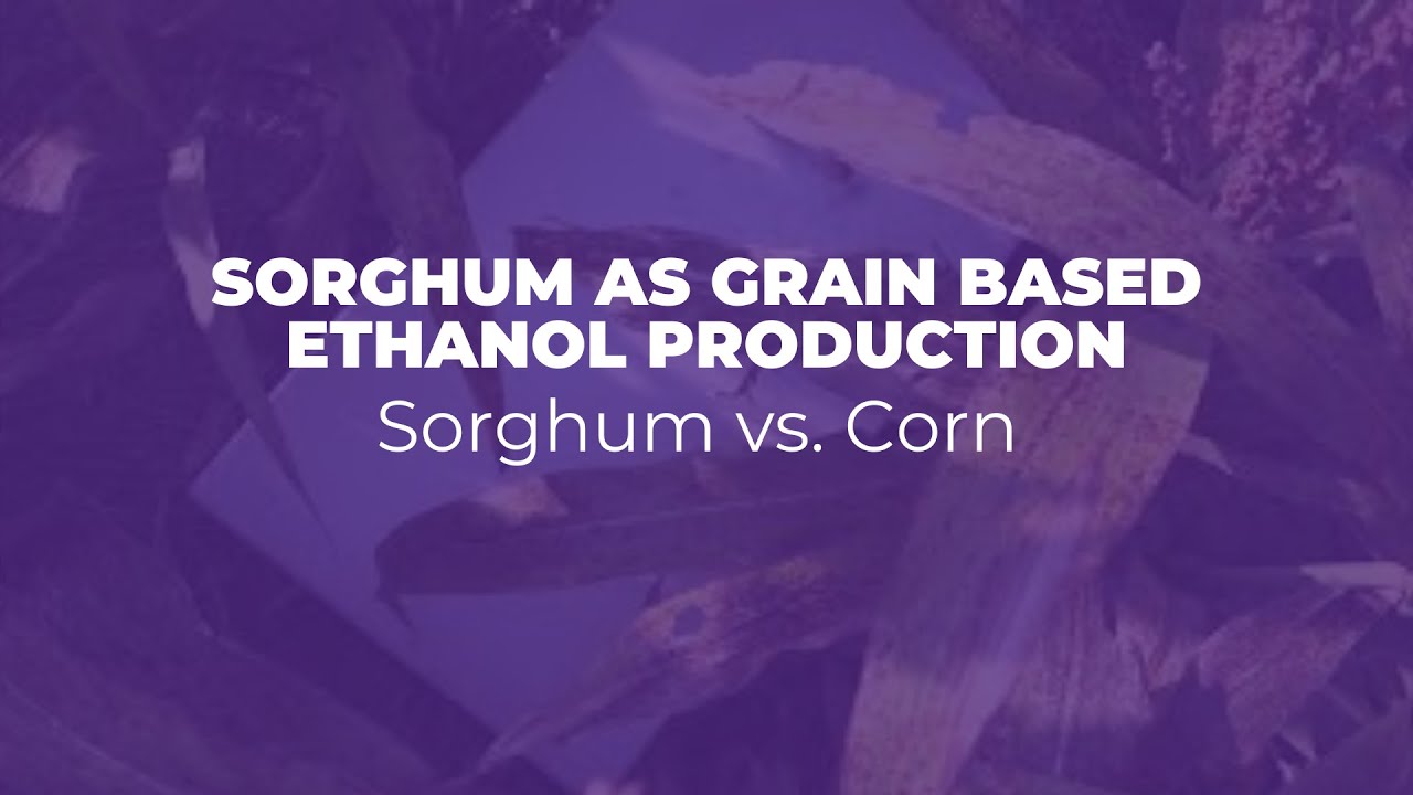Sorghum As Grain Based Ethanol Production