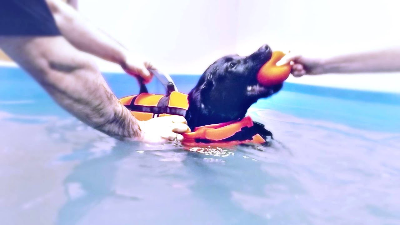 Manfred (HD)